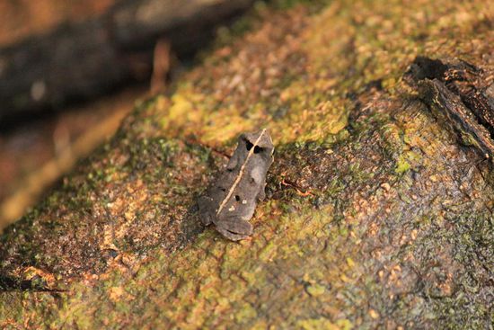 Mimikry Frosch, ca. 2 cm