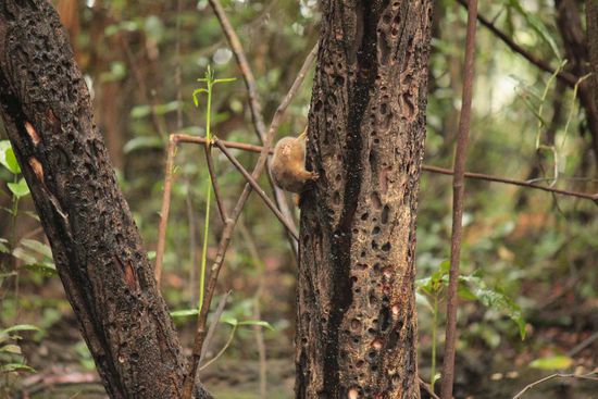 Pygmy marmoset monkey, der kleinste Affe der Welt