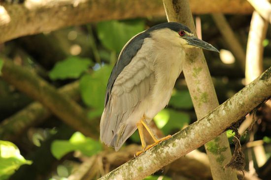 Black crowned night heron