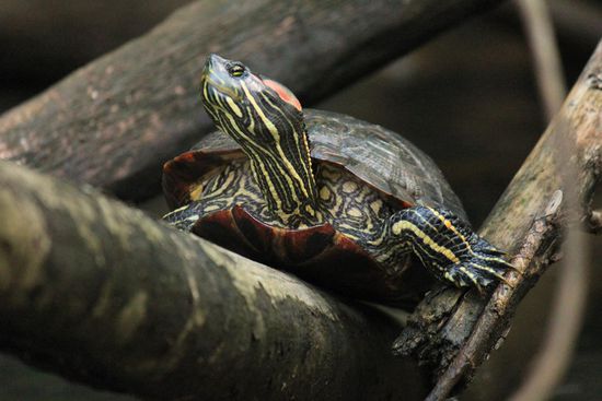 sonnenbadende Schildkröte...eine der wenigen, die sich vor unserem herannahenden Kanu nicht ins Wasser hat plumpsen lassen