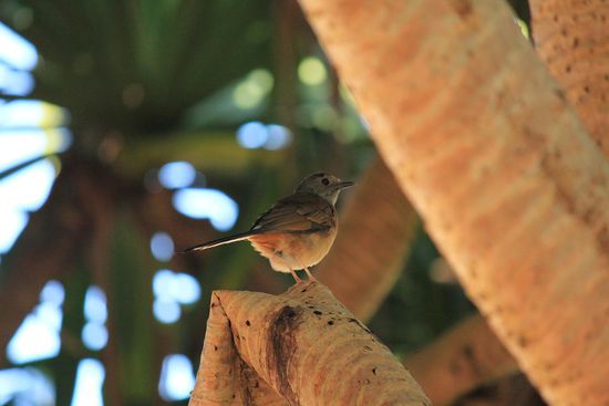 unseres neues Hobby- in Ermangelung interessanter Säugetiere (mit Ausnahme unserer 3 Hotelkatzen)