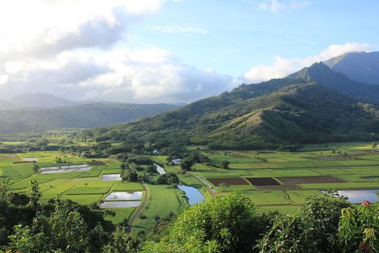 Hanalei-River, auf dem wir gekayakt sind, und umgebende Taro-Felder