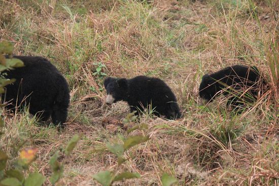 Sloth bears in Chitwan National Park