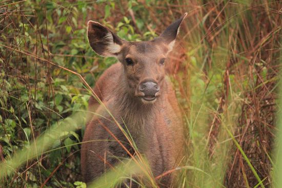 Hog deer