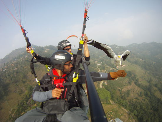 Parahawking: Feeding an Egyptian Vulture to make the world realize they are dying out because of drug abuse on Nepali animals.