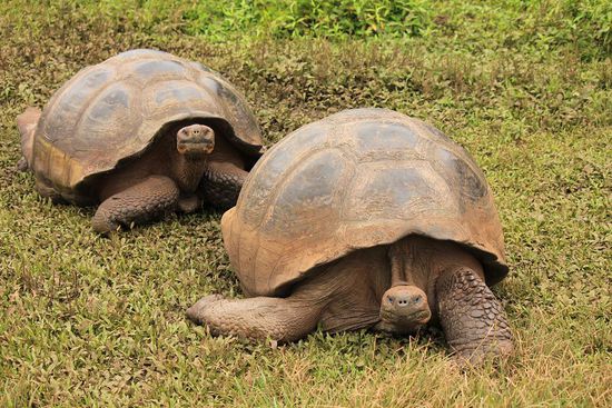2 der 17 verschiedenen Galapagos Riesenschildkrötenarten.