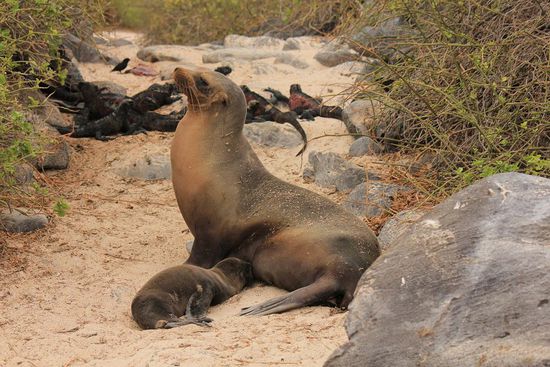 Stolze Seehundmutter mit frischgeborenem Nachkommen.