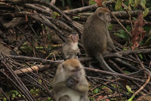 Longtail Macaque