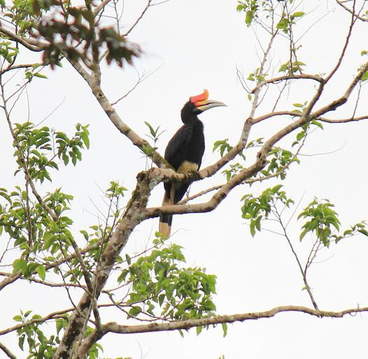 Der Nashorn-Nashornvogel (Rhinoceros Hornbill)