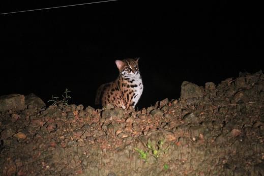 ....und last, but surely not least: Die stolze Bengalkatze. Sie hatte gerade die von ihr auf der letzten Fotosession beworbene Swarowski-Kette ab genommen und wurde eiskalt von einem Paparazzi erwischt. Aber braucht sie Schmuck um atemberaubend auszusehen?