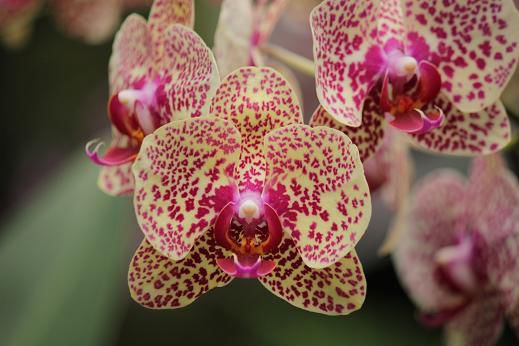 Eine kleine Auswahl an Bildern aus den botanischen Gärten in Singapur mit der weltgrößten Orchideensammlung.