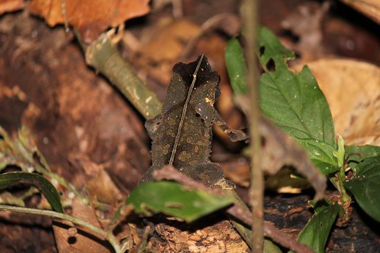 perfektes Dschungel Mimikry...