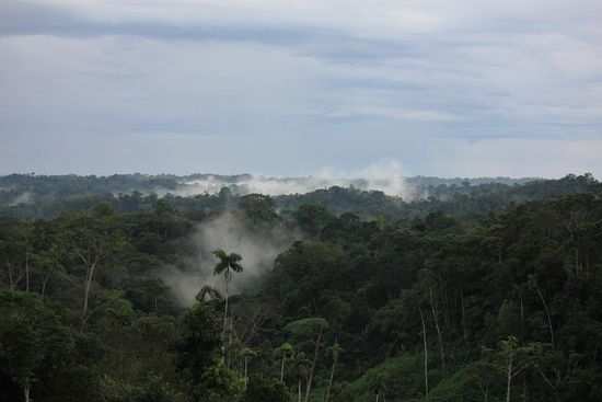 Blick über den Regenwald vom Besichtigungsturm der Sani Lodge
