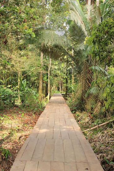 Der Weg zu unserer Lodge tief im Amazonas.
