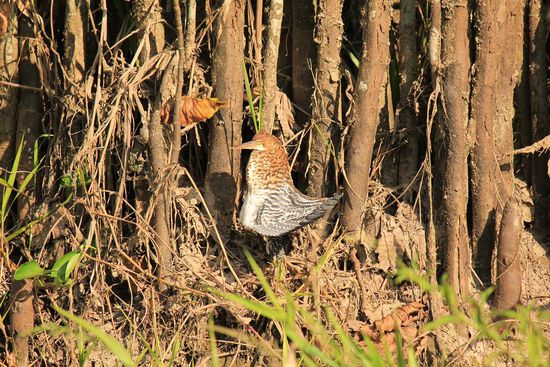 Sonnenanbetender Reiher