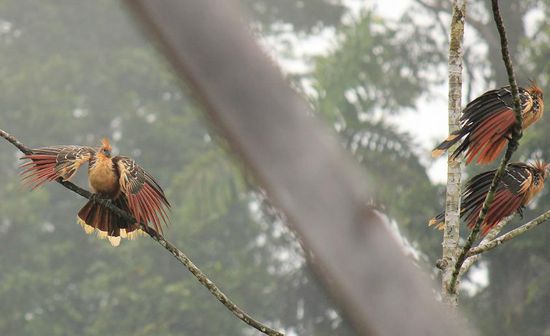 Der Hoatzin AKA ugly stinking turkey ist ein prähistorischer Vogel. Er hat eine Kralle am Flügel und kann im Zweifel ins Wasser springen und an den Bäumen wieder hochklettern, wenn er sich vor Raubtieren in Sicherheit bringen muss. Er stinkt, weil er eine für andere Vögel unverdauliche Pflanze mit einem speziellen Enzym verdauen kann. Das Ergebnis ist ein beissender Körpergeruch.