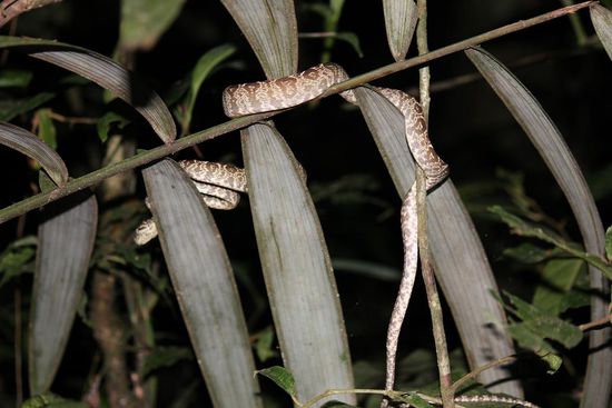 Auf der Flucht vor uns Paparazzi