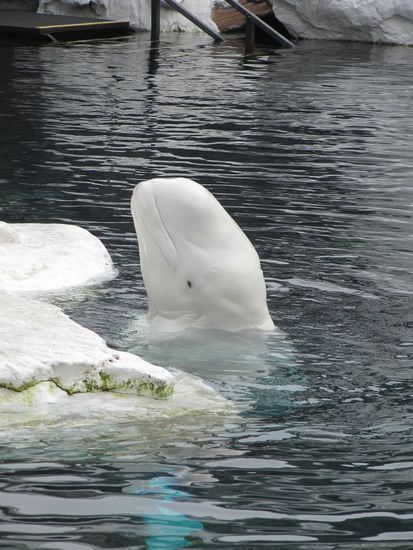 Beluga