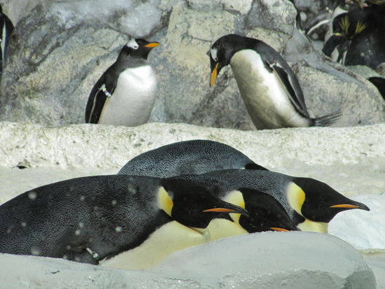 arktische Pinguine