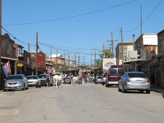 Wilde Esel in Oatman (Route 66)