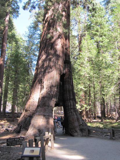 California Tunnel Tree