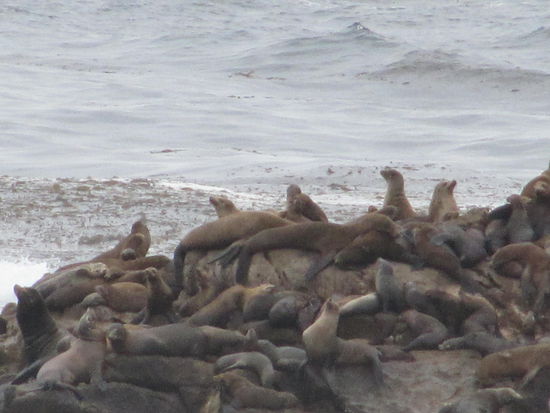 Sea Lion Point Trail