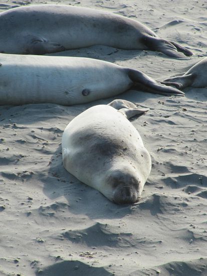 See-Elefanten am Piedras Blancas