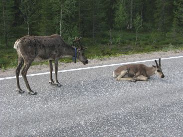 Den Verkehr regeln hier die hübschen Tiere.
