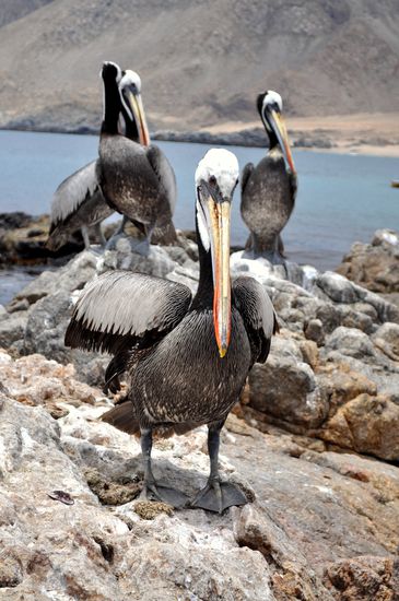 Pelikan in Pan de Azúcar