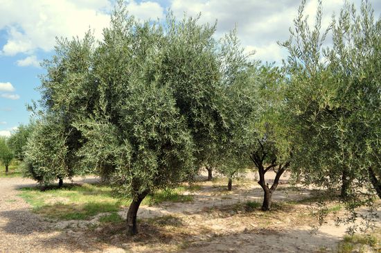 die Olivenbäume