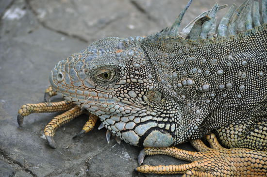 ein Leguan im Parque seminario