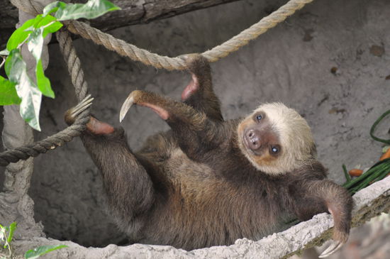 ein Faultier im Parque Historico