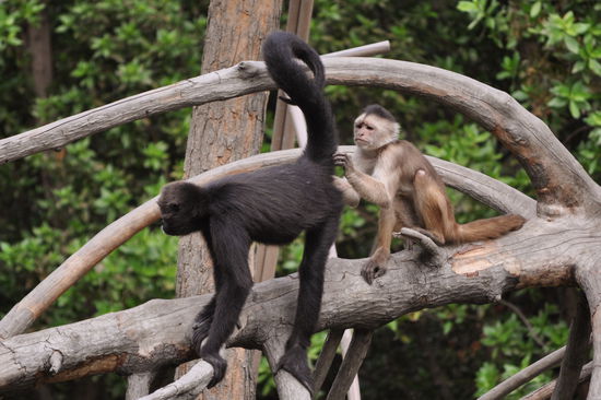 die Affen im Parque Historico