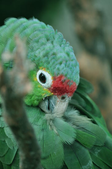 ein Papagei im Parque Historico