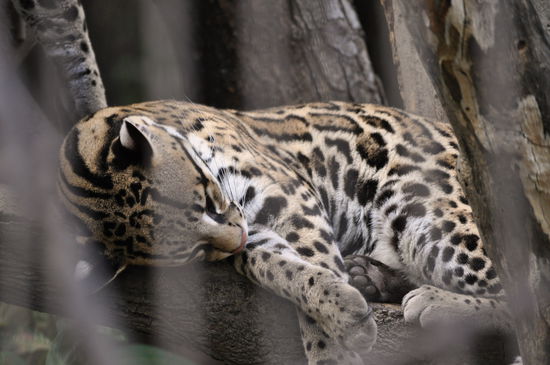 ein Ozelot im Parque Historico