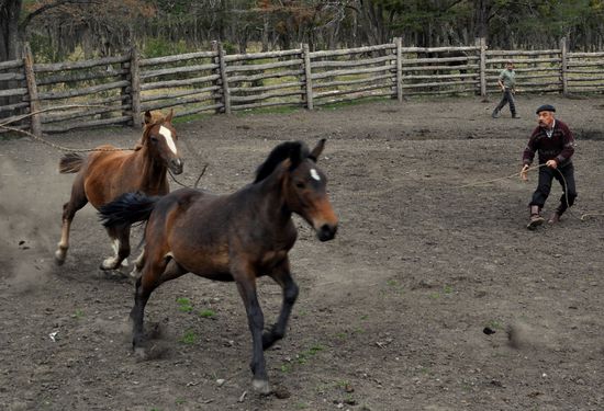 das Pferd wurde mit dem Lasso gefangen