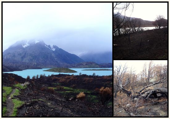 16.3.12, Wanderung im verbrannten Gebiet