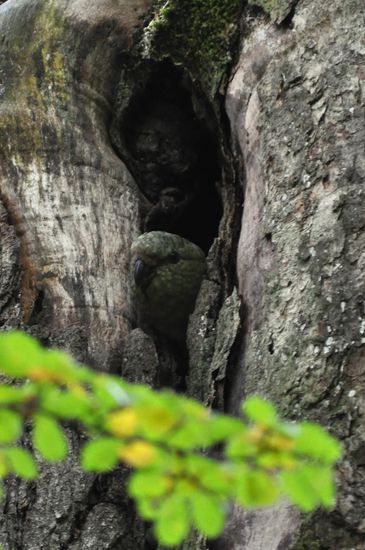 freilebende Papageie im Park