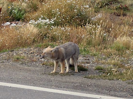 Wir konnte 4 (!!) wilde Füchse auf Futtesuche super nah an der Grenzkontrolle Chile-Argentienien beobachten