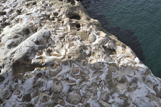 die versteinerten Muscheln am Strand von Punta Pirámide
