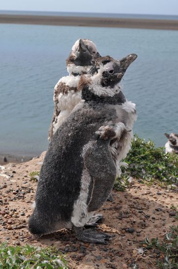 "Magellanic Penguin"