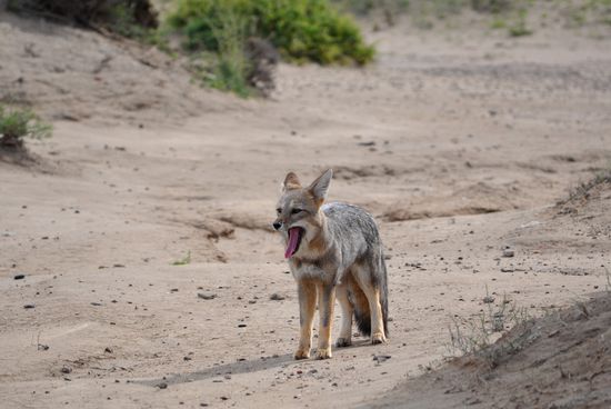 der Fuchs welcher uns während des Mittagsessens beobachtete
