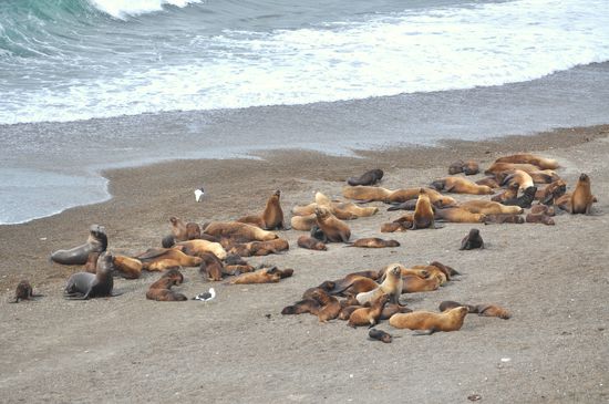 die Robben am relaxen