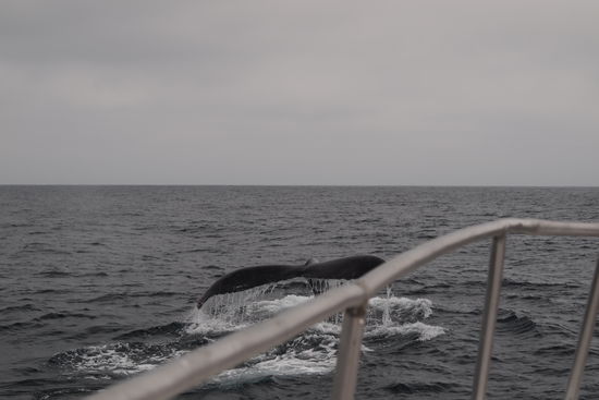 ein Wal direkt neben unserem Schiff