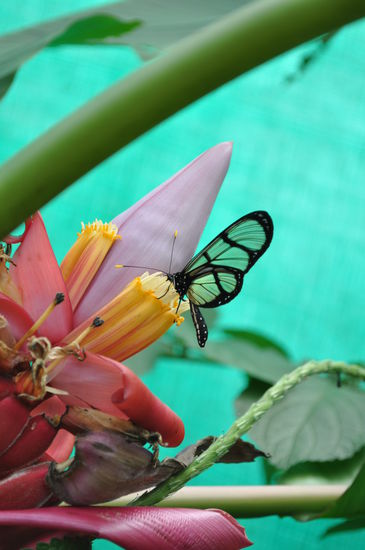 Schmetterling in Schmetterlingshaus Nathaly