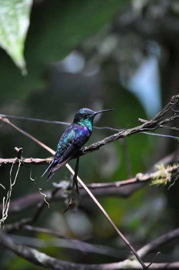 Kolibri im Schmetterlingshaus Nataly