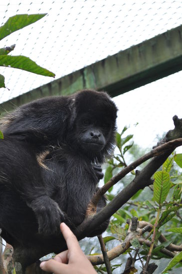 Ein Affe der seit der Geburt im Rescue Center haust.