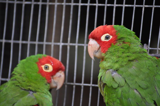 Bonnie und Clyde - genau so unzertrennlich und aggressiv