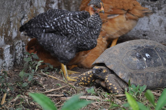 Hühner, Schildkröten und Vögel sind im gleichen Gehege
