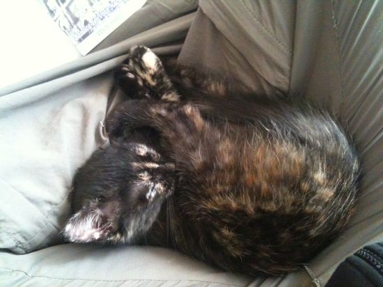 la gatita "Angie"